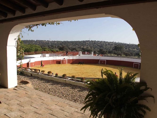 Tienta toro bravo Sevilla