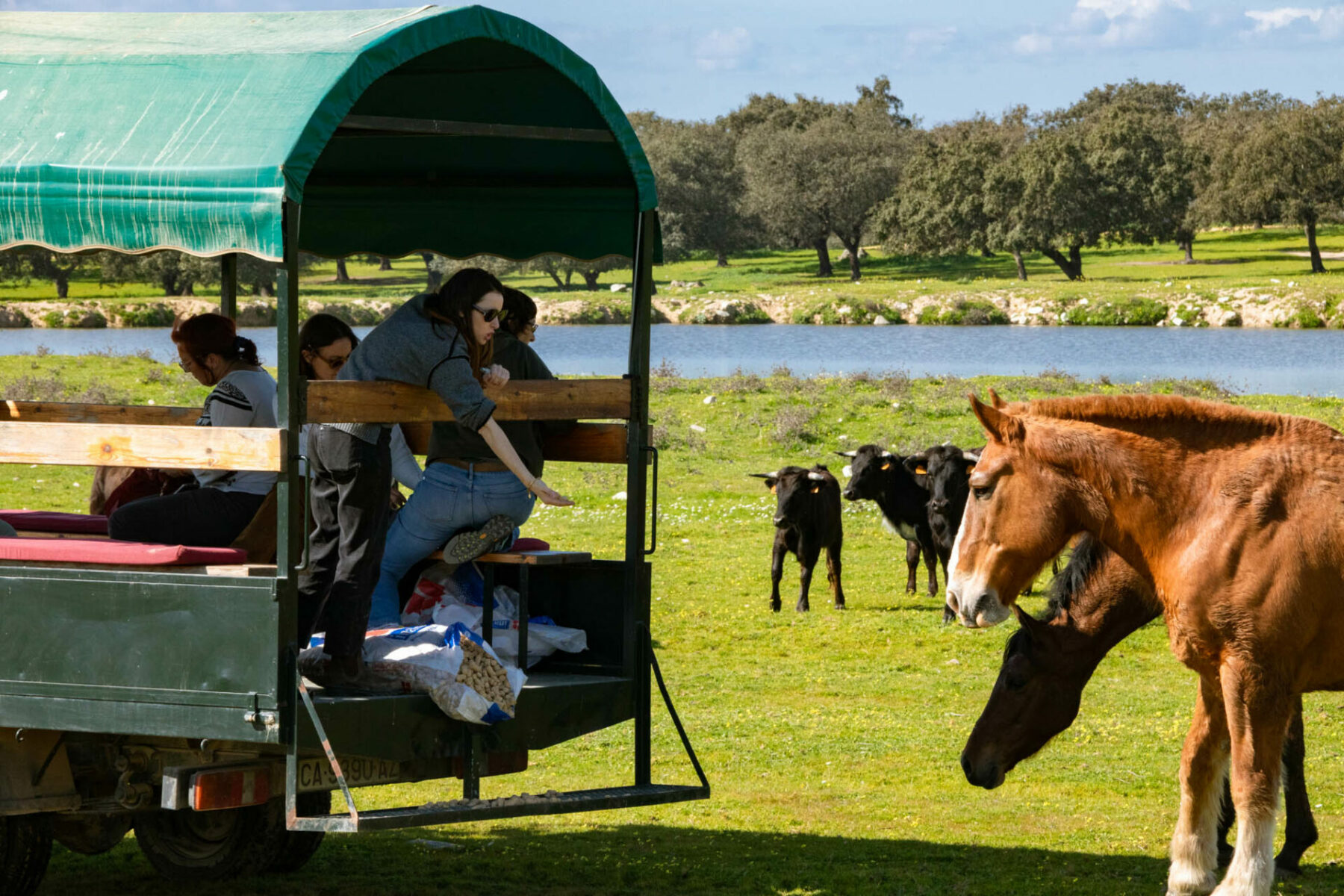 Safari en remolque ganadería Sevilla