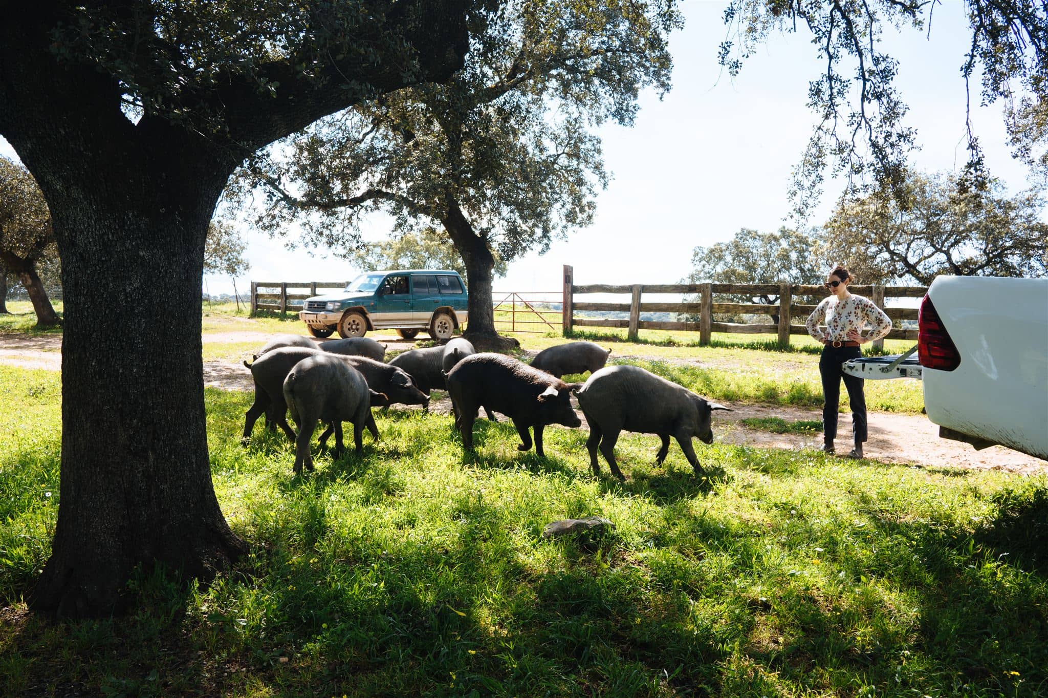 Safari ganadería Sevilla