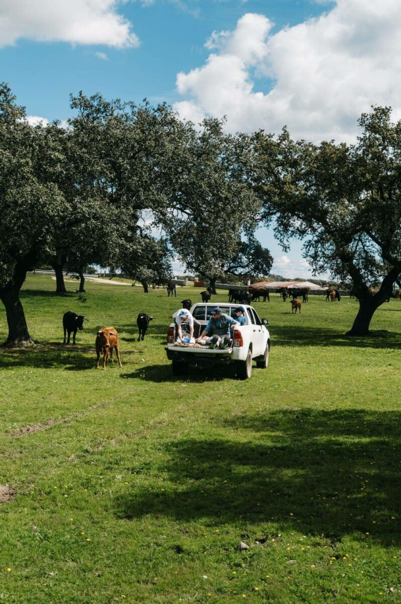 Safari en 4x4 ganadería Sevilla
