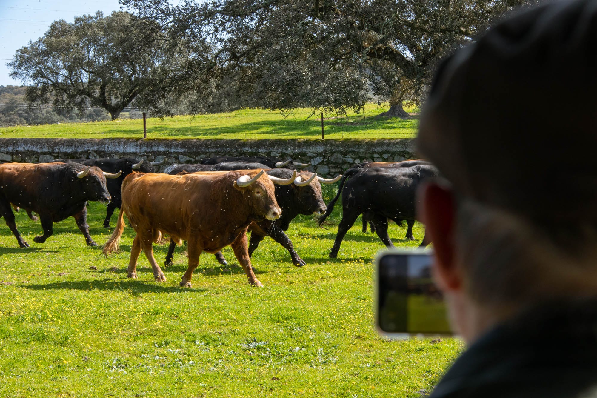 Visita ganadería Sevilla