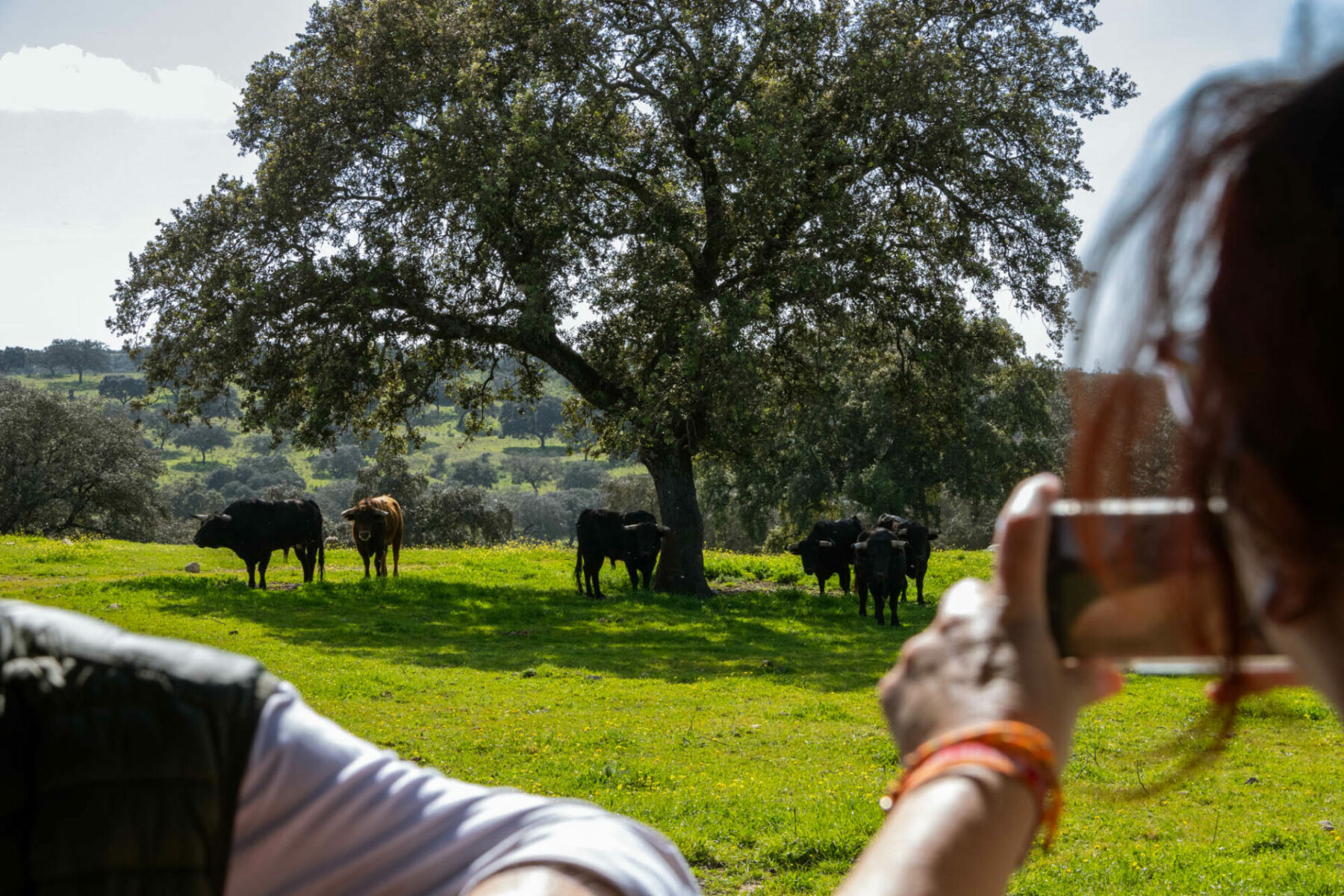 Visita ganadería Sevilla
