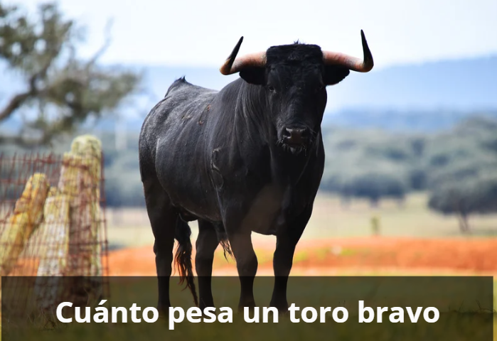 Cuánto pesa un toro bravo