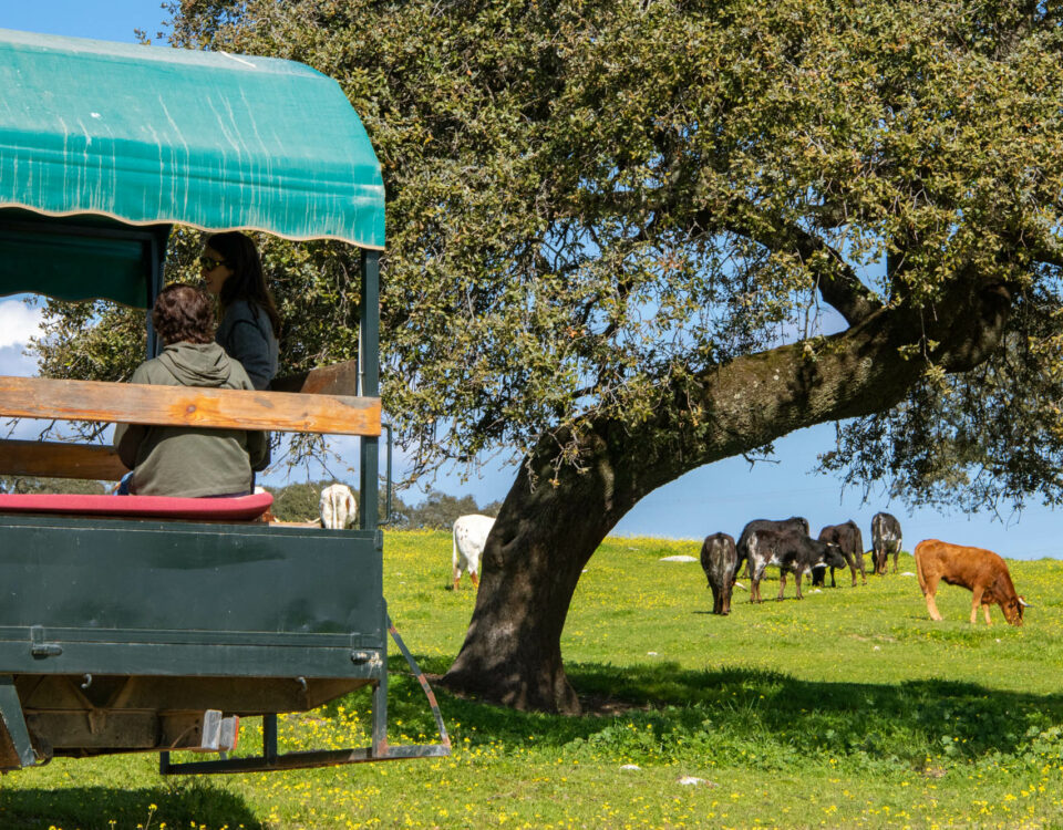 Les visites au Campo Bravo