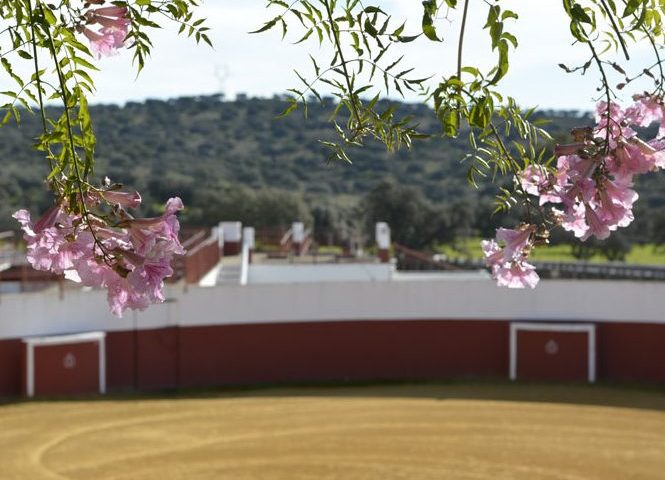 Visita Plaza de Tienta
