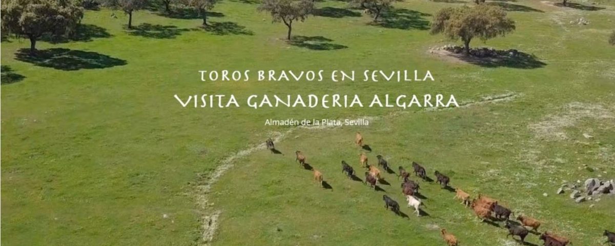 ganaderia de reses bravas