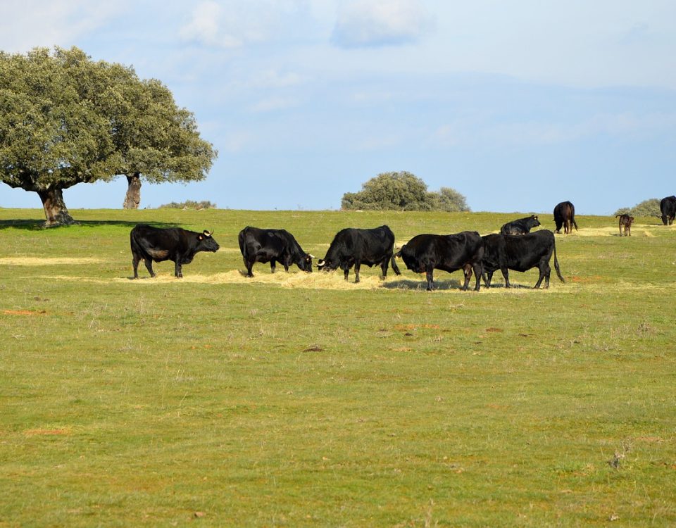 ganaderia de reses bravas