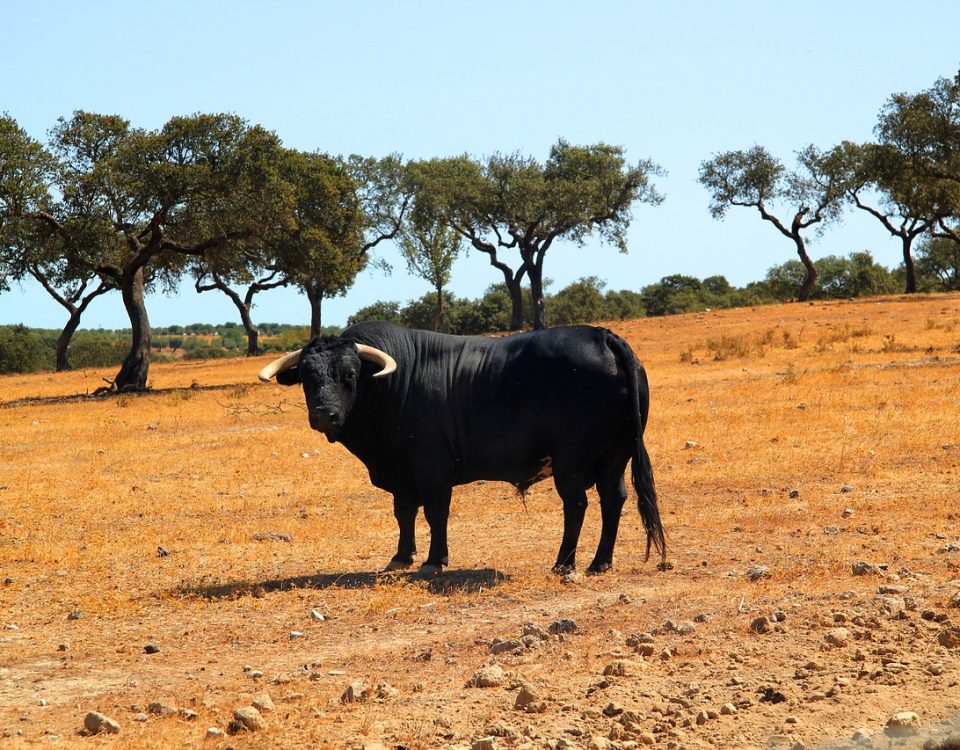 ganaderia de reses bravas