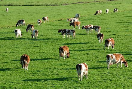 ganaderia de reses bravas