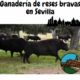 ganaderia brava Sevilla