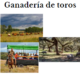 ganaderia de toros