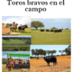 toros bravos en el campo