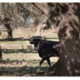 ganaderia de toros de lidia