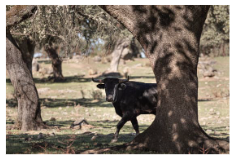 ganaderia de toros de lidia