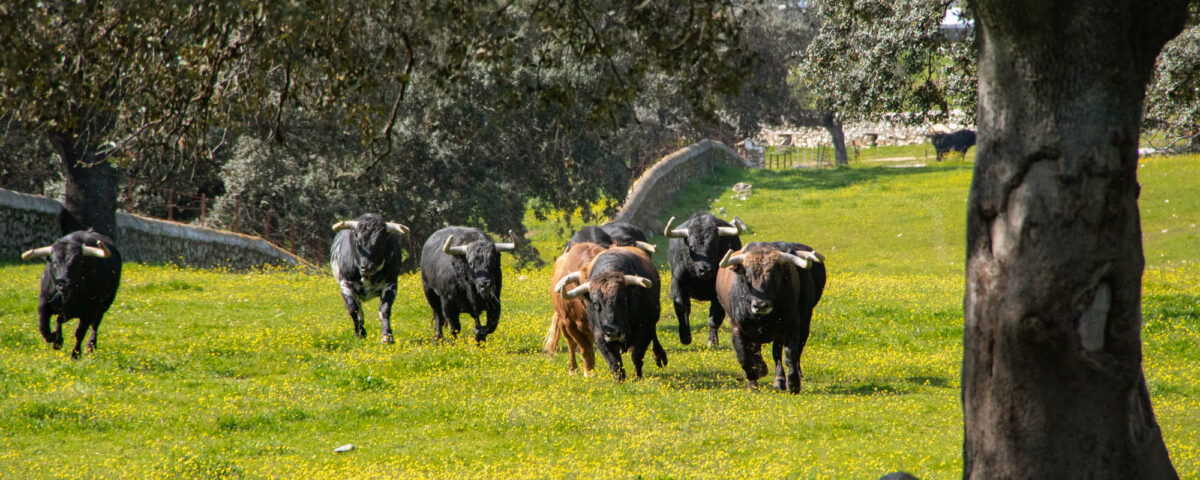 Diferencia toro bravo y manso