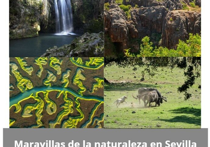 Descubre la naturaleza escondida de Sevilla: mucho más que el Guadalquivir y la Torre del Oro