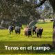 Toros en el campo