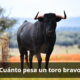 Cuánto pesa un toro bravo
