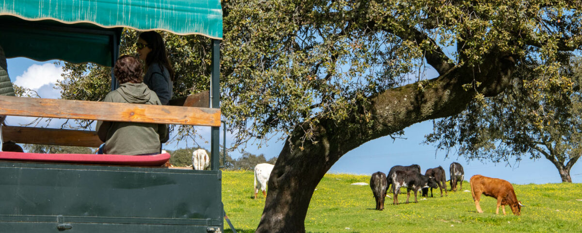 Les visites au Campo Bravo