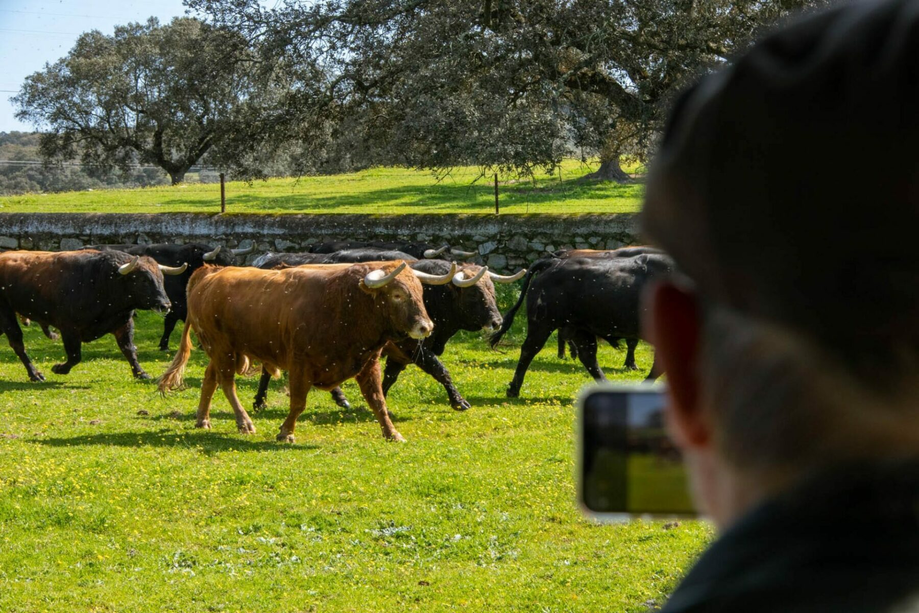 Toros bravos Sevilla